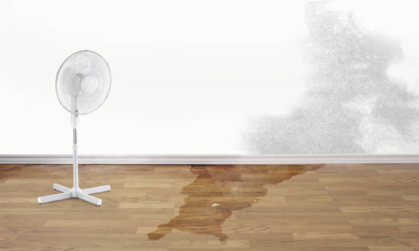 Best Flood damage cleanup  in Mandeville, LA